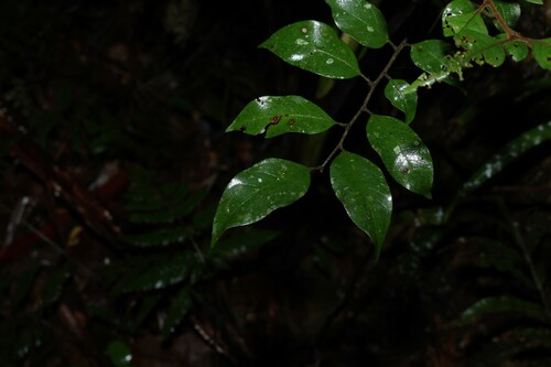 steelwood (Sarcopteryx stipata)