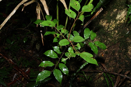 Sarcopteryx stipata, photograph 6