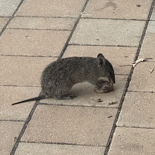 Quenda, Western Australia, AU, photo 10 of 10