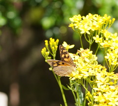 Heteronympha solandri