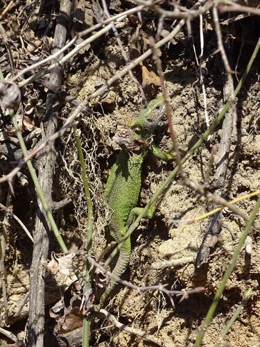 Green Lizard