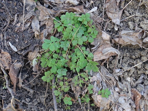 Greater celandine