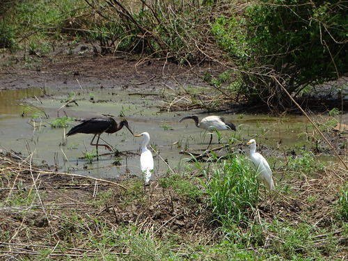 Western Cattle-Egret