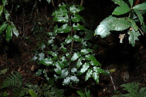 penta ash (Pentaceras australe)