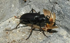 Calosoma peregrinator