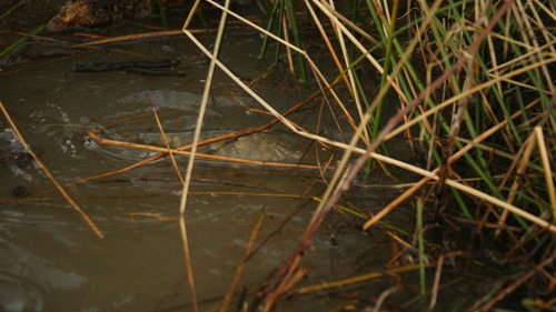 Cyprinus carpio