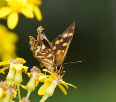 Oreixenica kershawi