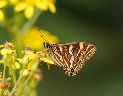 Oreixenica kershawi