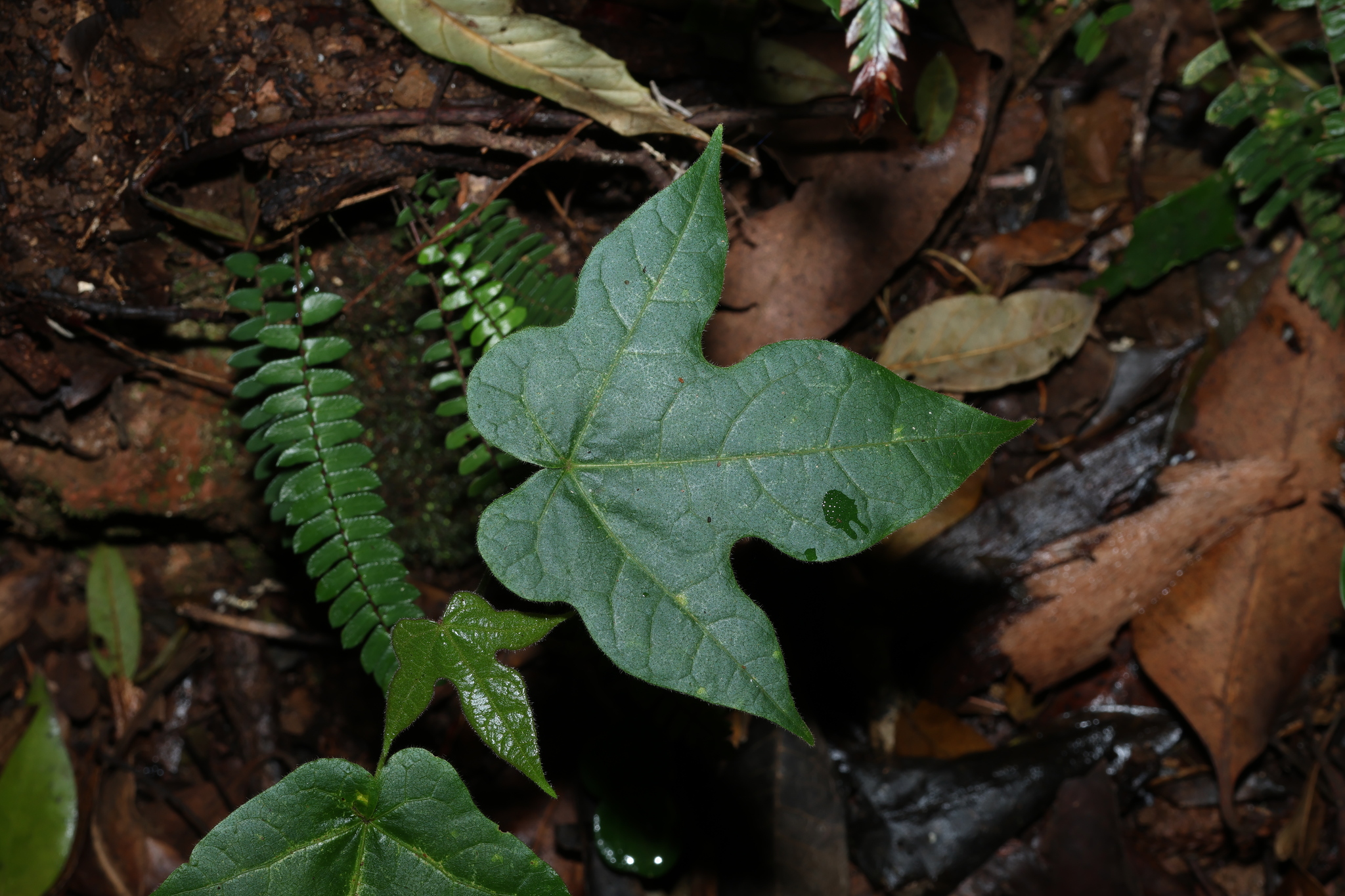 Pink Flame Tree (Brachychiton discolor)