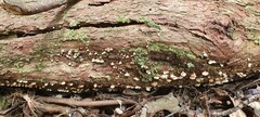 Panellus luxfilamentus