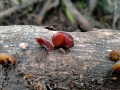 Auricularia minor