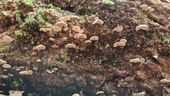Panellus luxfilamentus