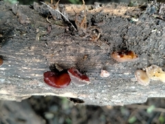Auricularia minor