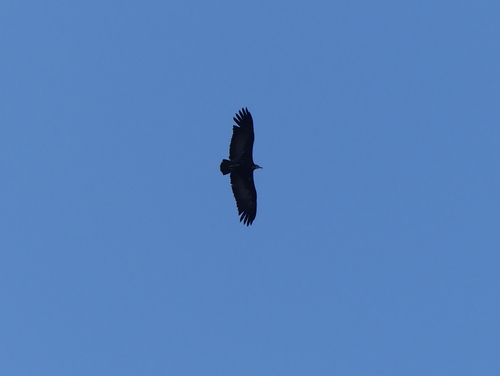 Hooded Vulture