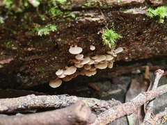 Panellus luxfilamentus
