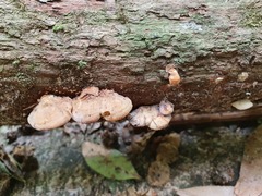 Panellus luxfilamentus