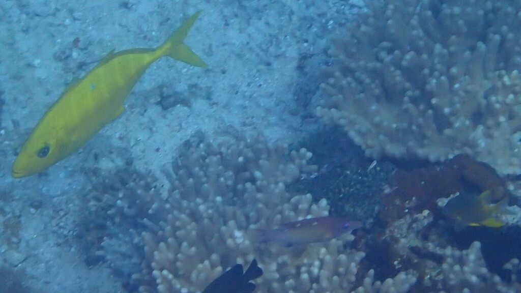 orangespotted trevally (Flavocaranx bajad)