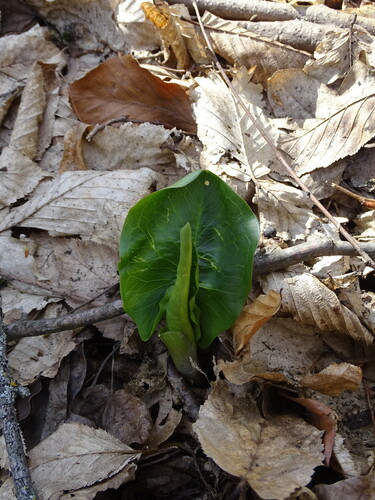 Arum besserianum, photograph 2