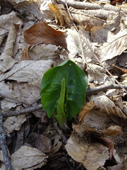 Arum besserianum, photograph (c) Grzegorz Grzejszczak, some rights reserved (CC BY-SA)