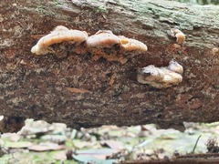 Panellus luxfilamentus