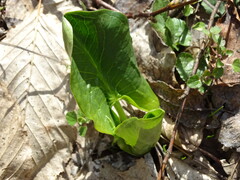 Arum besserianum, photograph (c) Grzegorz Grzejszczak, some rights reserved (CC BY-SA)