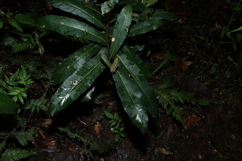 White Walnut (Cryptocarya obovata)