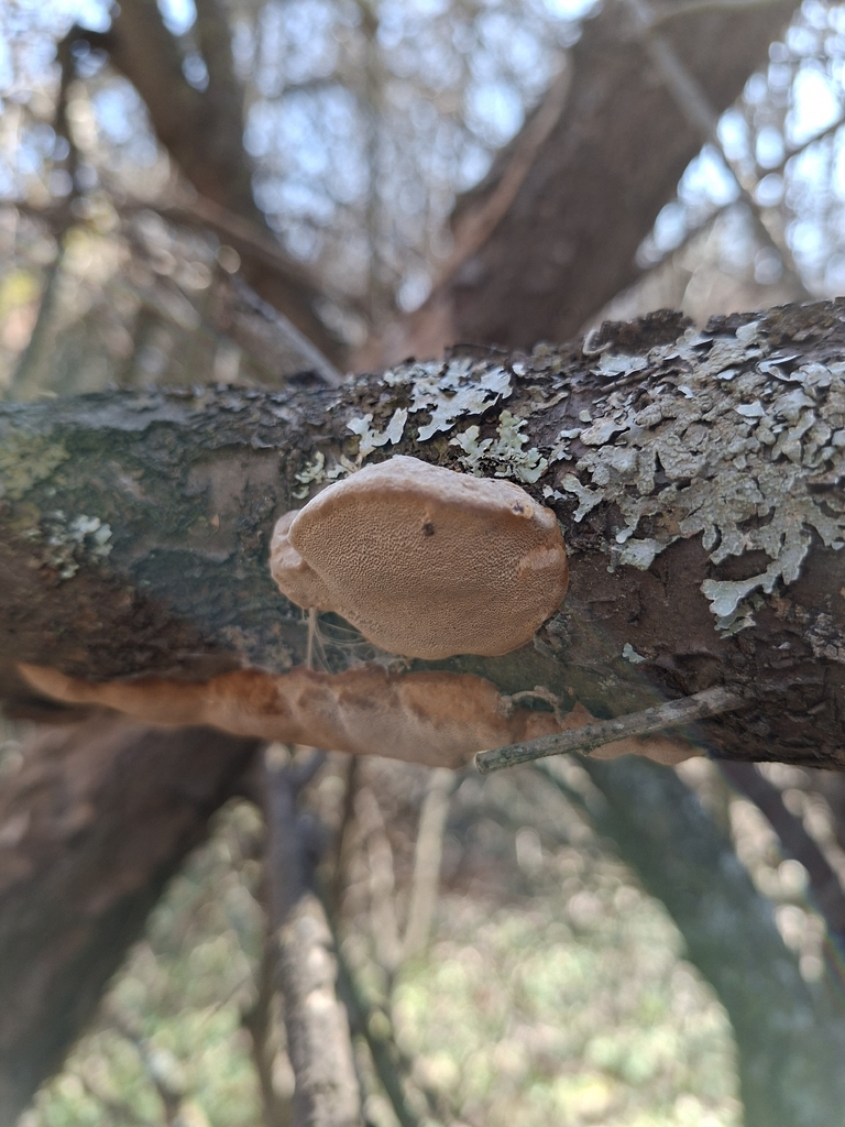 Phellinus pomaceus · March 2026 · photo: © spalp (iNaturalist, cc-by)