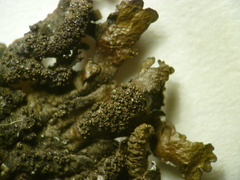 Xanthoparmelia loxodes