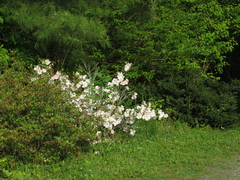 Rhododendron occidentale