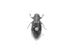 Chrysobothris igniventris