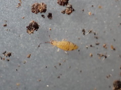 Entomobrya triangularis