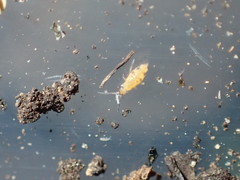 Entomobrya triangularis