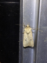 Noctuinae