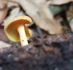 Gymnopilus ferruginosus