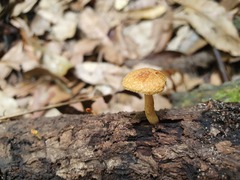 Gymnopilus ferruginosus