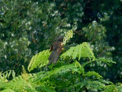 Centropus bengalensis