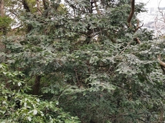 Torreya nucifera