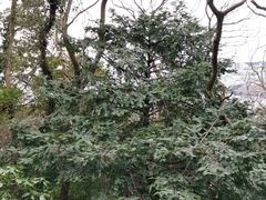 Torreya nucifera
