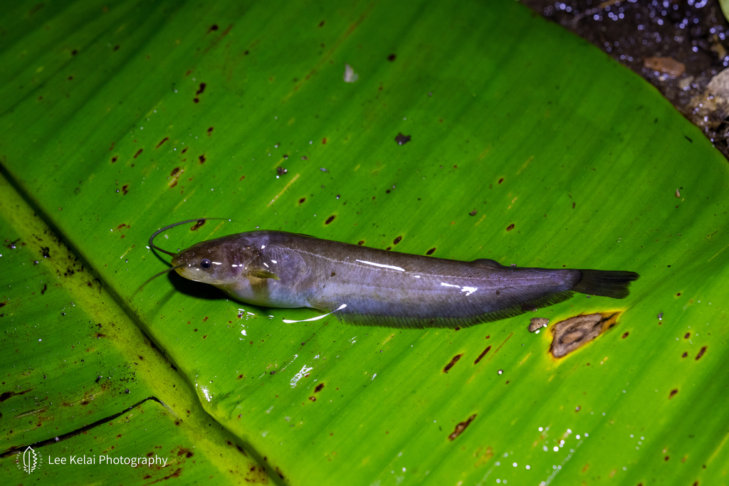 Catfish (Pterocryptis cochinchinensis) — Siluridae