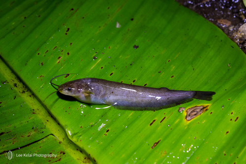 Catfish (Pterocryptis cochinchinensis) — Siluridae