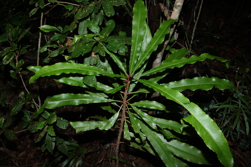 Queensland laurel (Anopterus macleayanus)