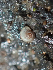 Striatura