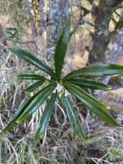 Daphne arisanensis