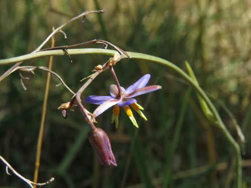 Image of Matted Flax-Lily (Dianella amoena) by (c) Elspeth Swan, some rights reserved (CC BY)