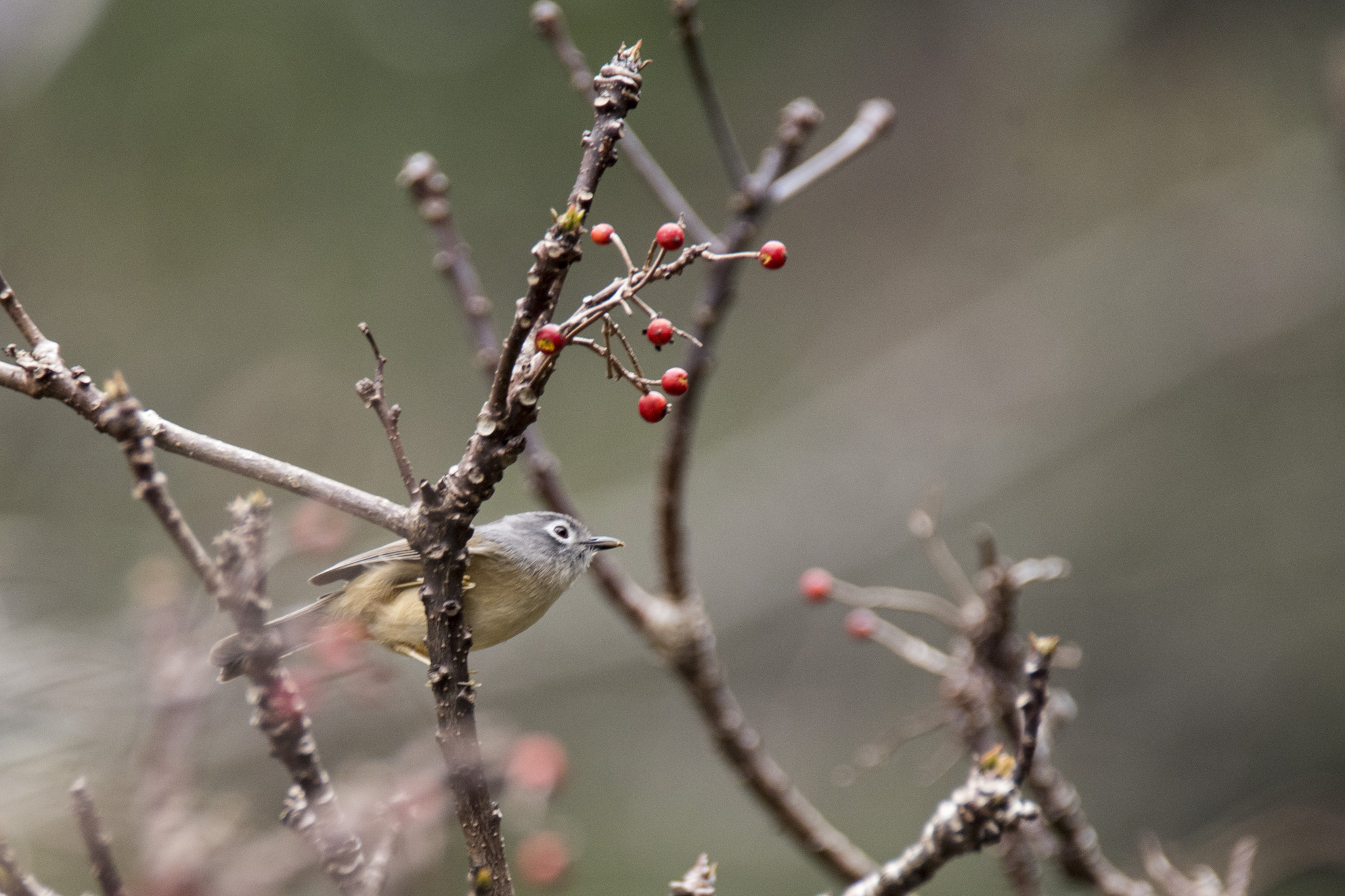 Grey-cheeked Fulvetta (Alcippe morrisonia), photo 5