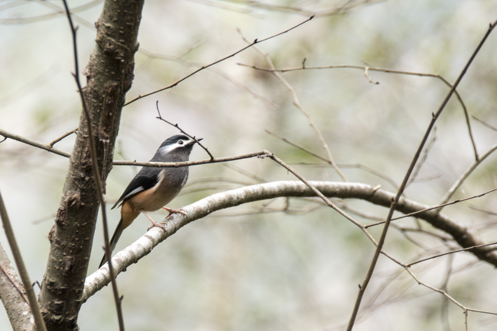 White-eared Sibia (Heterophasia auricularis), photo 5