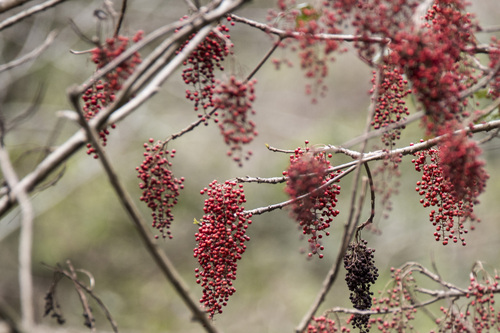 Iigiri (Idesia polycarpa)