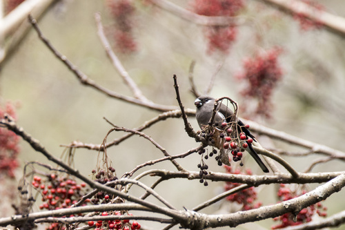 Brown Bullfinch (Pyrrhula nipalensis)
