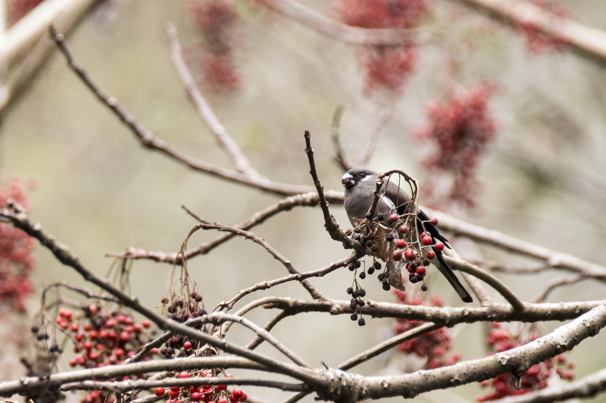 Brown Bullfinch (Pyrrhula nipalensis), photo 1