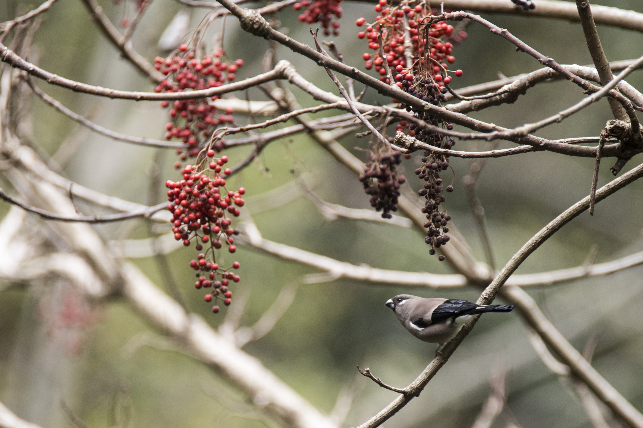 Brown Bullfinch (Pyrrhula nipalensis), photo 2